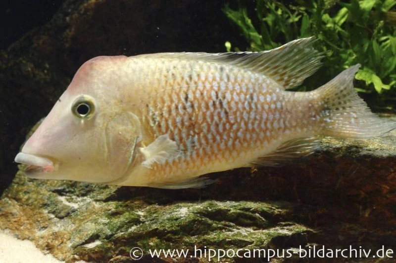 Rothauben-Erdfresser, Geophagus Steindachneri 1 Rothauben-Erdfresser, Geophagus Steindachneri