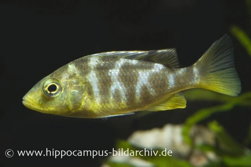 Pfauen-Maulbrüter, Nimbochromis Venustus, DNZ 1 Pfauen-Maulbrüter, Nimbochromis Venustus, DNZ