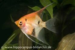 Skalar Red Devil, Pterophyllum Scalare