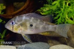 Heckels Buntbarsch, Acarichthys Heckelii -Flossen Freunde 80102 Heckels Buntbarsch Acarichthys heckelii