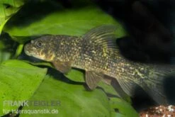 Harlekin-Fransenlipper, Labeo Cyclorhynchus 9 Harlekin-Fransenlipper, Labeo Cyclorhynchus -Flossen Freunde 80144 Harlekin Fransenlipper Labeo cyclorhynchus