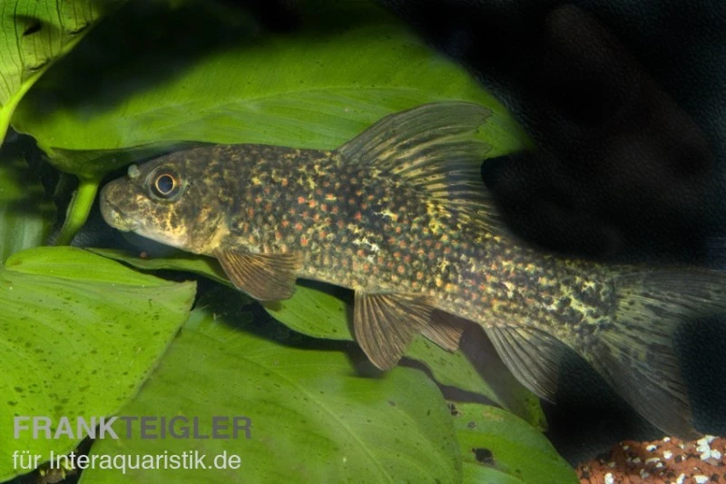 Harlekin-Fransenlipper, Labeo Cyclorhynchus 5 Harlekin-Fransenlipper, Labeo Cyclorhynchus – Bild 5