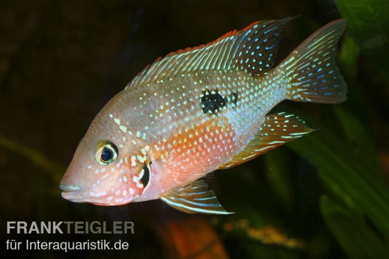 Elliots Buntbarsch, Thorichthys Ellioti, DNZ 1 Elliots Buntbarsch, Thorichthys Ellioti, DNZ