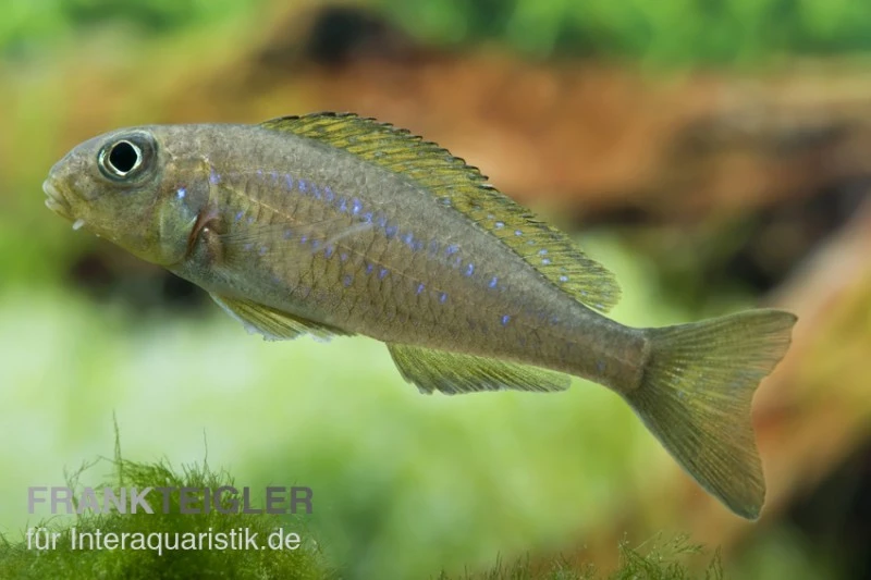 Gelber Sandcichlide, Xenotilapia Flavipinnis 1 Gelber Sandcichlide, Xenotilapia Flavipinnis