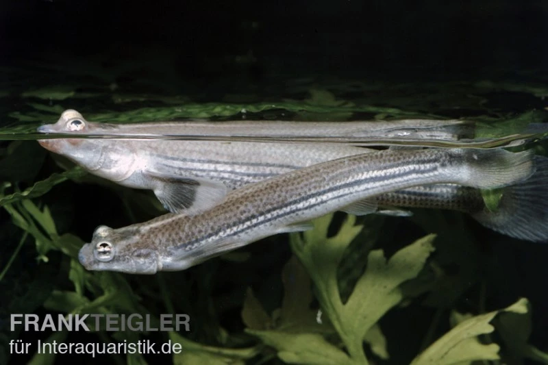 Vieraugen, Anableps Anableps 1 Vieraugen, Anableps Anableps