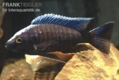 Blauer Orchideen-Aulonocara, Aulonocara Kandeensis