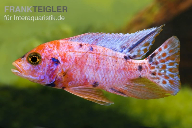 Aulonocara Spec. Mamelad Cat OB, DNZ 2 Aulonocara Spec. Mamelad Cat OB, DNZ – Bild 2