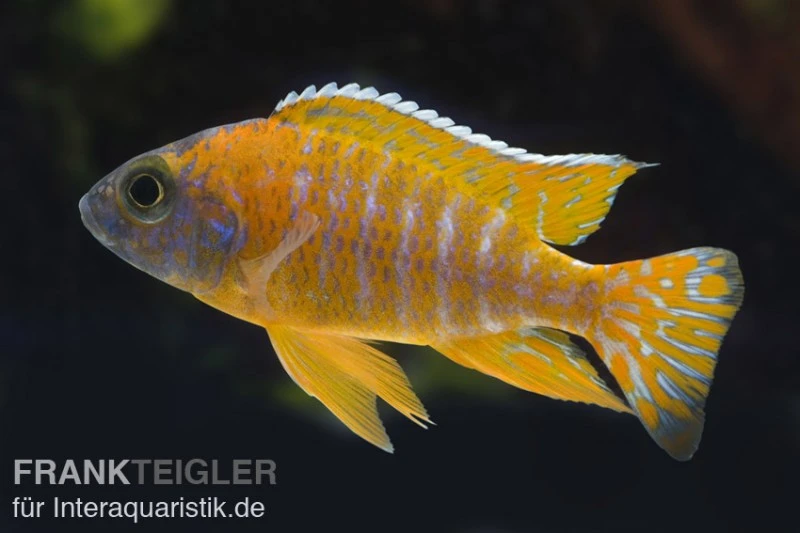 Aulonocara Spec. Red Rubin, DNZ 2 Aulonocara Spec. Red Rubin, DNZ – Bild 2