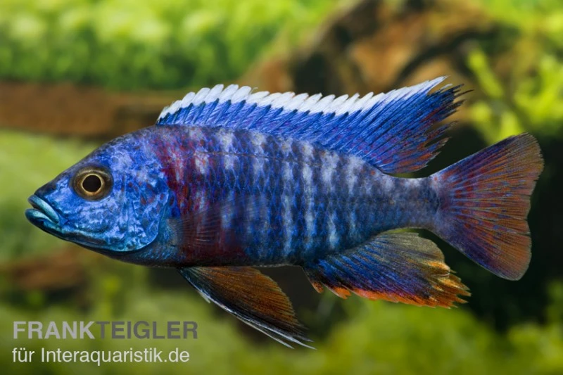 Aulonocara Hansbaenschi "Red Flush" 1 Aulonocara Hansbaenschi "Red Flush"