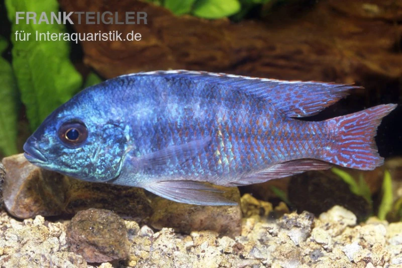 Protomelas Spilonotus "Tanzania", DNZ 1 Protomelas Spilonotus "Tanzania", DNZ