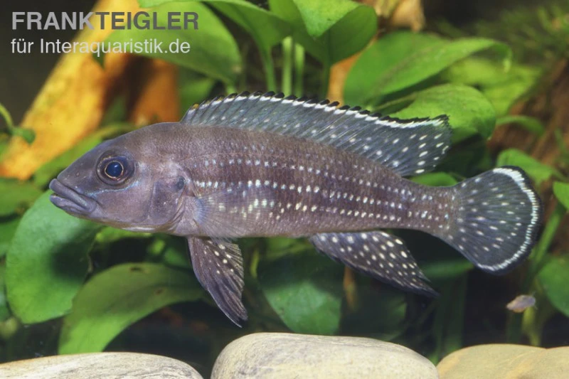 Perllinien-Tanganjikabuntbarsch, Neolamprologus Tetracanthus 1 Perllinien-Tanganjikabuntbarsch, Neolamprologus Tetracanthus