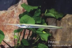 Nadelfisch, Xenentodon Cancila (ausgelist)