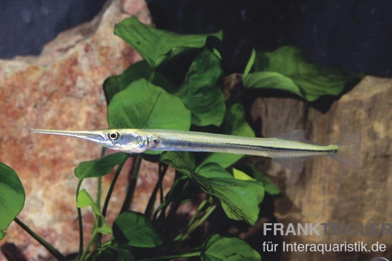 Nadelfisch, Xenentodon Cancila (ausgelist) 1 Nadelfisch, Xenentodon Cancila (ausgelist)