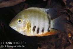 Rotkeil-Augenfleckbuntbarsch, Heros Efasciatus "Red Shoulder" -Flossen Freunde 81119 Rotkeil Augenfleckbuntbarsch Heros efasciatus