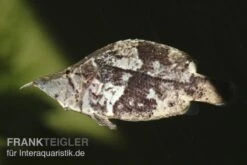 Blattfisch, Monocirrhus Polyacanthus 5 Blattfisch, Monocirrhus Polyacanthus -Flossen Freunde 81931 Blattfisch Monocirrhus polyacanthus