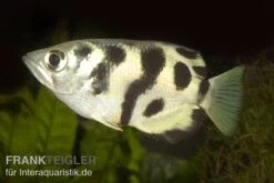 Schützenfisch, Toxotes Chatareus