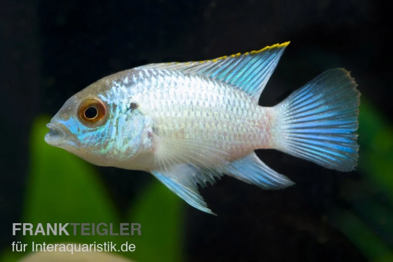 Aequidens Pulcher Spec. Neonblue 1 Aequidens Pulcher Spec. Neonblue