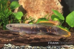 Roter Wolfsalmler Sp. Peru, Erythrinus Sp. Peru Red 5 Roter Wolfsalmler Sp. Peru, Erythrinus Sp. Peru Red -Flossen Freunde 83279 roter wolfssalmler Erythrinus sp PERU