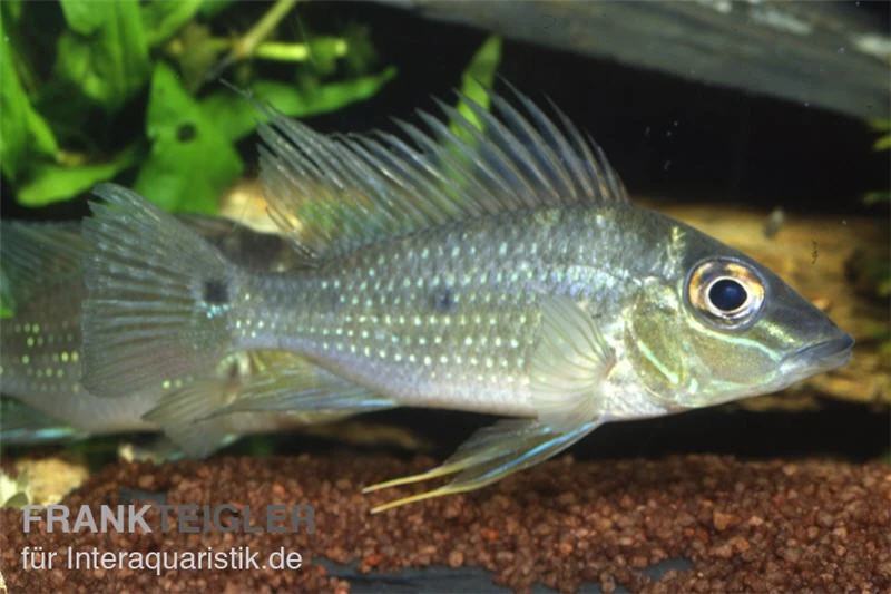 Spitzkopf-Erdfresser, Satanoperca Acuticeps 1 Spitzkopf-Erdfresser, Satanoperca Acuticeps