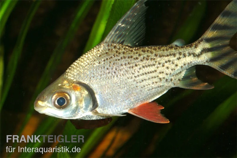 Nacht-Salmler, Semaprochiladas Taeniurus 1 Nacht-Salmler, Semaprochiladas Taeniurus