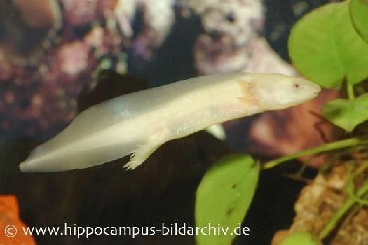 Axolotl Albino, Ambystoma Mexicanum 1 Axolotl Albino, Ambystoma Mexicanum