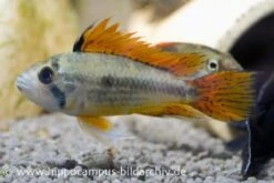 Kakaduzwergbuntbarsch Doppelrot, Apistogramma Cacatuoides, Paarweise -Flossen Freunde 8897 Kakaduzwergbuntbarsch doppelrot Apistogramma cac