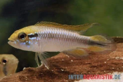 Agassiz-Zwergbuntbarsch, Apistogramma Agassizii, Wildform, Paarweise 6 Agassiz-Zwergbuntbarsch, Apistogramma Agassizii, Wildform, Paarweise -Flossen Freunde Agassiz Zwergbuntbarsch Apistogramma agassizii paarweise wild 2