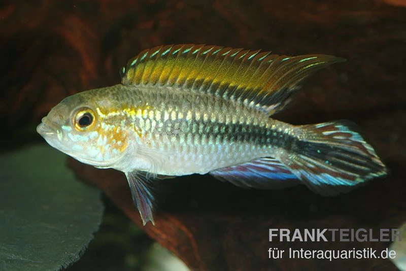Agassiz-Zwergbuntbarsch, Apistogramma Agassizii, Wildform, Paarweise 4 Agassiz-Zwergbuntbarsch, Apistogramma Agassizii, Wildform, Paarweise – Bild 4