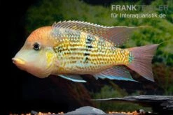 Alto-Sinu-Erdfresser, Geophagus Sp. Alto Sinu 11 Alto-Sinu-Erdfresser, Geophagus Sp. Alto Sinu -Flossen Freunde Alto Sinu Erdfresser Geophagus sp Alto Sinu 03
