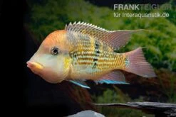 Alto-Sinu-Erdfresser, Geophagus Sp. Alto Sinu 12 Alto-Sinu-Erdfresser, Geophagus Sp. Alto Sinu -Flossen Freunde Alto Sinu Erdfresser Geophagus sp Alto Sinu 04