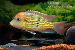 Alto-Sinu-Erdfresser, Geophagus Sp. Alto Sinu 13 Alto-Sinu-Erdfresser, Geophagus Sp. Alto Sinu -Flossen Freunde Alto Sinu Erdfresser Geophagus sp Alto Sinu 05