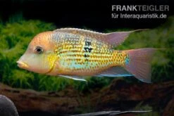 Alto-Sinu-Erdfresser, Geophagus Sp. Alto Sinu 14 Alto-Sinu-Erdfresser, Geophagus Sp. Alto Sinu -Flossen Freunde Alto Sinu Erdfresser Geophagus sp Alto Sinu 06