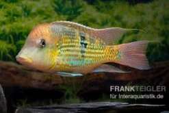 Alto-Sinu-Erdfresser, Geophagus Sp. Alto Sinu 15 Alto-Sinu-Erdfresser, Geophagus Sp. Alto Sinu -Flossen Freunde Alto Sinu Erdfresser Geophagus sp Alto Sinu 08
