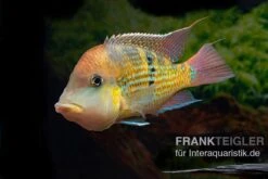 Alto-Sinu-Erdfresser, Geophagus Sp. Alto Sinu 16 Alto-Sinu-Erdfresser, Geophagus Sp. Alto Sinu -Flossen Freunde Alto Sinu Erdfresser Geophagus sp Alto Sinu 09