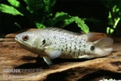Kletterfisch, Anabas Testudineus