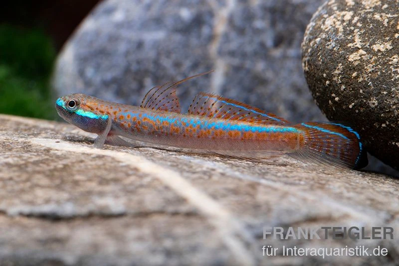 Annieae-Grundel, Stiphodon Annieae, 1 Paar 2 Annieae-Grundel, Stiphodon Annieae, 1 Paar – Bild 2