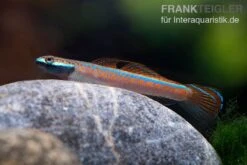 Annieae-Grundel, Stiphodon Annieae, 1 Paar 8 Annieae-Grundel, Stiphodon Annieae, 1 Paar -Flossen Freunde Annieae Grundel Stiphodon annieae 3