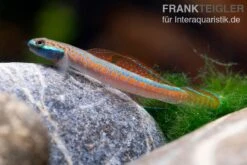 Annieae-Grundel, Stiphodon Annieae, 1 Paar 9 Annieae-Grundel, Stiphodon Annieae, 1 Paar -Flossen Freunde Annieae Grundel Stiphodon annieae 4