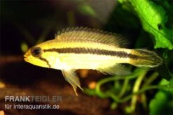 Agassiz-Zwergbuntbarsch, Apistogramma Agassizii TEFE (paarweise) 5 Agassiz-Zwergbuntbarsch, Apistogramma Agassizii TEFE (paarweise) -Flossen Freunde Apistogramma agassizii TEFE agassiz buntbarsch