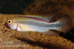 Wilhelmi Zwergbuntbarsch, Apistogramma Sp. Wilhelmi -Flossen Freunde Apistogramma sp Wilhelmi