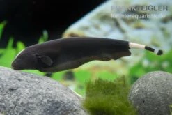 Flossen Freunde -Flossen Freunde Apteronotus albifrons 2