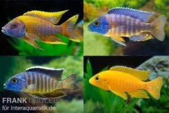 Aulonocara Spec. Im MIX, DNZ