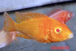 Aulonocara Spec. Dragon Blood Albino, DNZ -Flossen Freunde Aulonocara spec Dragon Blood albino 3