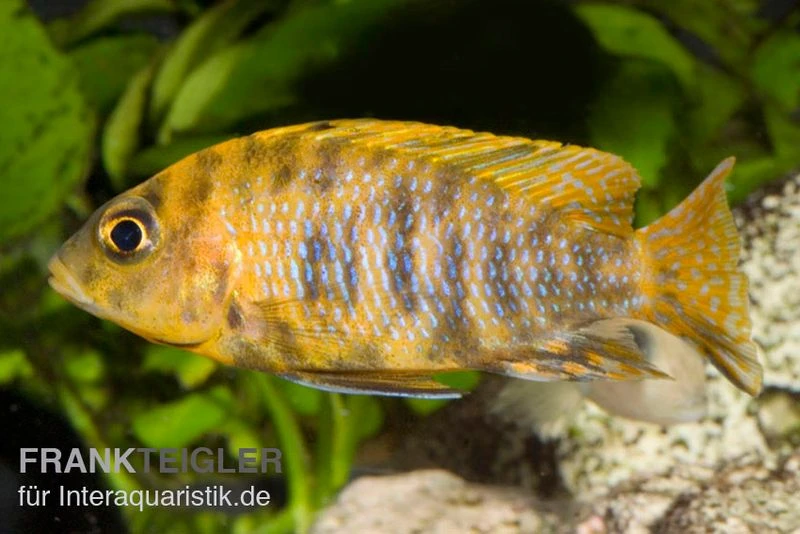 Aulonocara Spec. Mamelad Cat OB, DNZ 1 Aulonocara Spec. Mamelad Cat OB, DNZ