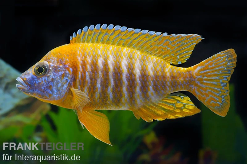 Aulonocara Spec. Red Rubin, DNZ 1 Aulonocara Spec. Red Rubin, DNZ