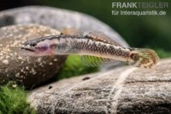 Aureofuscus-Grundel, Stiphodon Aureofuscus, 1 Paar 9 Aureofuscus-Grundel, Stiphodon Aureofuscus, 1 Paar -Flossen Freunde Aureofuscus Grundel Stiphodon aureofuscus 3