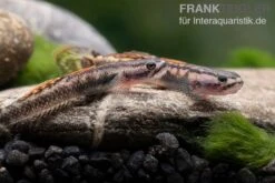 Aureofuscus-Grundel, Stiphodon Aureofuscus, 1 Paar 10 Aureofuscus-Grundel, Stiphodon Aureofuscus, 1 Paar -Flossen Freunde Aureofuscus Grundel Stiphodon aureofuscus 4