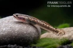 Aureofuscus-Grundel, Stiphodon Aureofuscus, 1 Paar 11 Aureofuscus-Grundel, Stiphodon Aureofuscus, 1 Paar -Flossen Freunde Aureofuscus Grundel Stiphodon aureofuscus 5