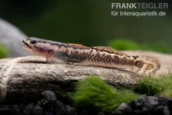 Aureofuscus-Grundel, Stiphodon Aureofuscus, 1 Paar 12 Aureofuscus-Grundel, Stiphodon Aureofuscus, 1 Paar -Flossen Freunde Aureofuscus Grundel Stiphodon aureofuscus 6