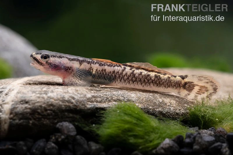 Aureofuscus-Grundel, Stiphodon Aureofuscus, 1 Paar 6 Aureofuscus-Grundel, Stiphodon Aureofuscus, 1 Paar – Bild 6